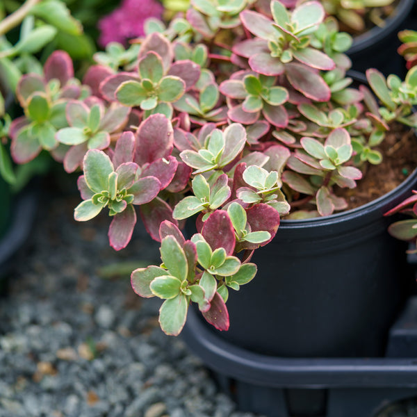 Wildfire Stonecrop