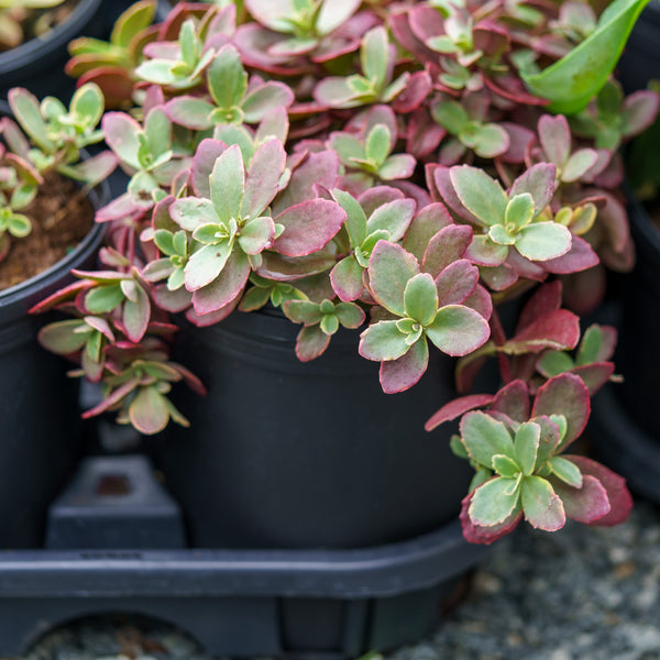 Wildfire Stonecrop