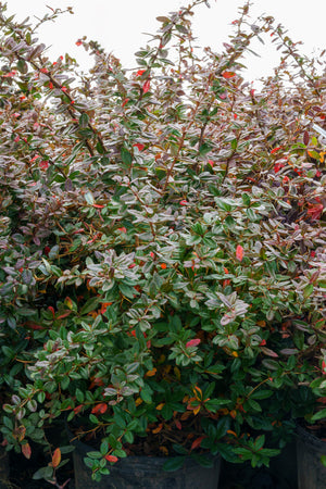 William Penn Barberry - Barberry - Shrubs