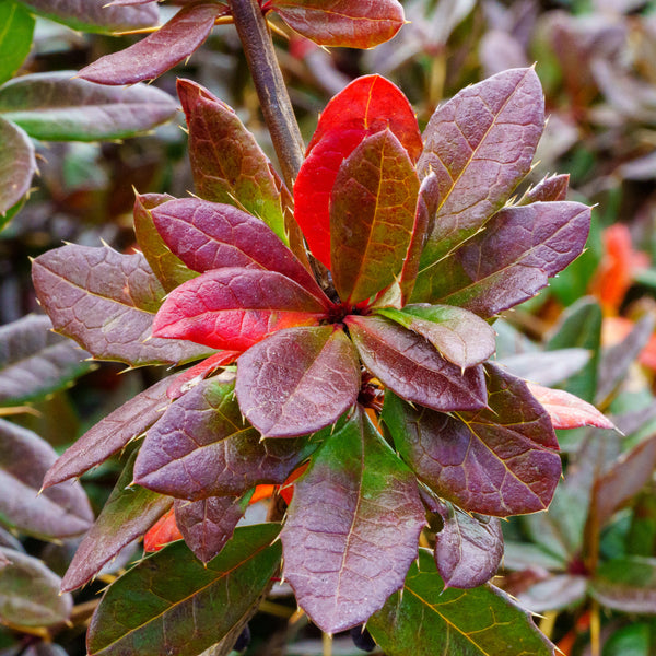 William Penn Barberry - Barberry - Shrubs