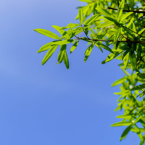 Willow Oak - Oak - Shade Trees