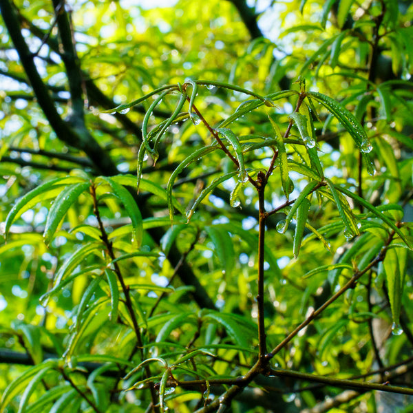 Willow Oak - Oak - Shade Trees