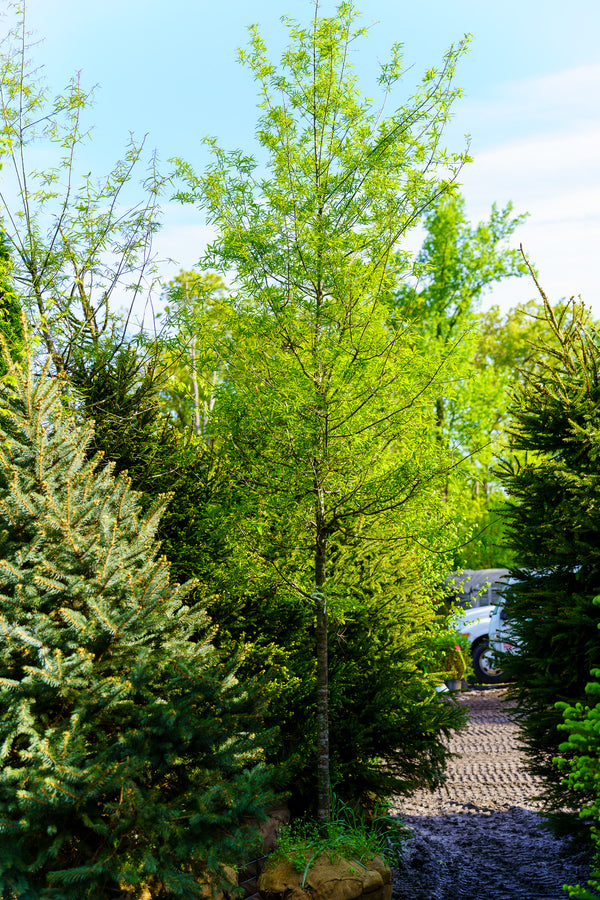 Willow Oak - Oak - Shade Trees