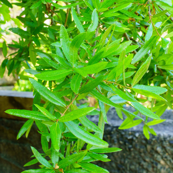 Willow Oak - Oak - Shade Trees