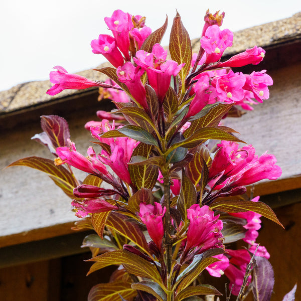 Wine and Roses Weigela - Weigela - Shrubs