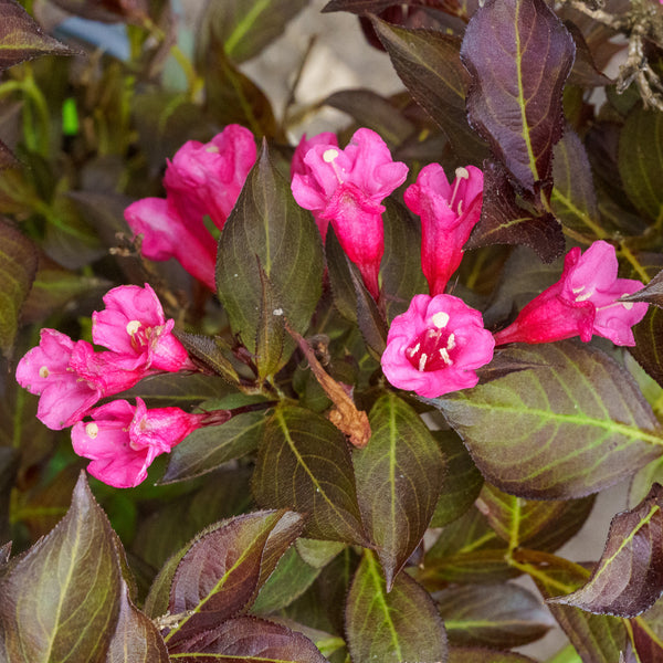 Wine and Roses Weigela - Weigela - Shrubs