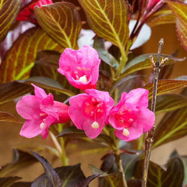 Wine and Roses Weigela - Weigela - Shrubs