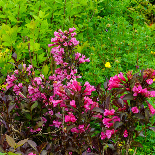 Wine and Roses Weigela - Weigela - Shrubs