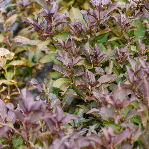 Wine and Roses Weigela