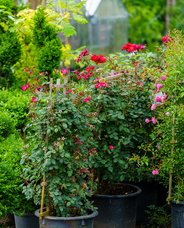 Winner's Circle Climbing Rose