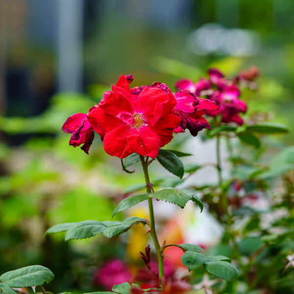 Winner's Circle Climbing Rose