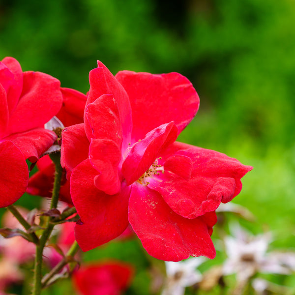 Winner's Circle Climbing Rose