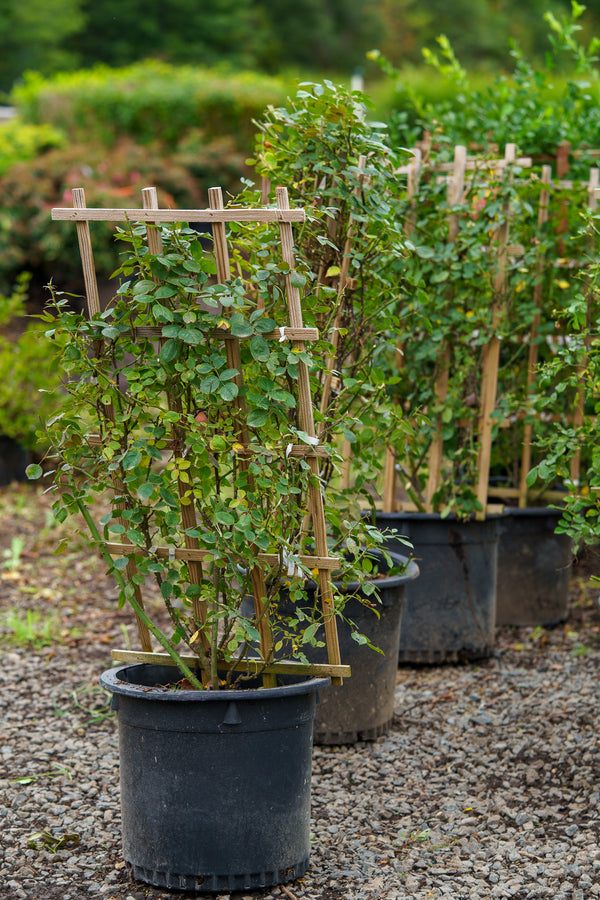 Winner's Circle Climbing Rose