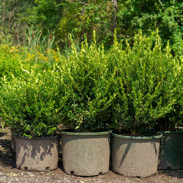 Winter Gem Boxwood