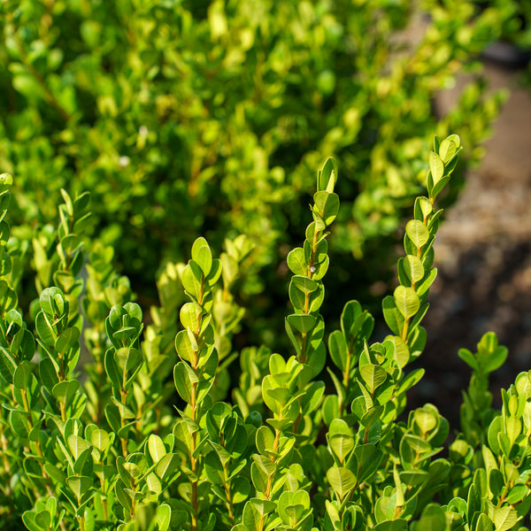 Winter Gem Boxwood