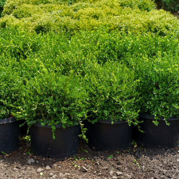 Winter Gem Boxwood