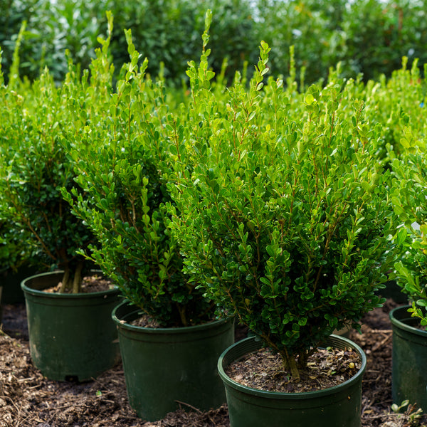 Winter Gem Boxwood