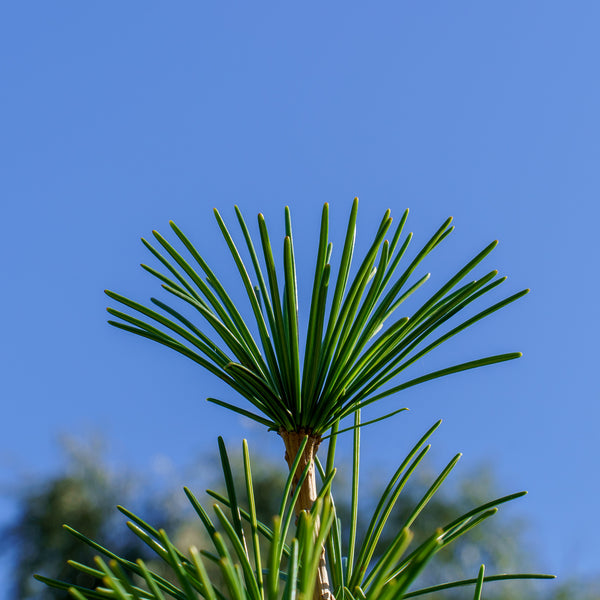 Winter Green Japanese Umbrella Pine