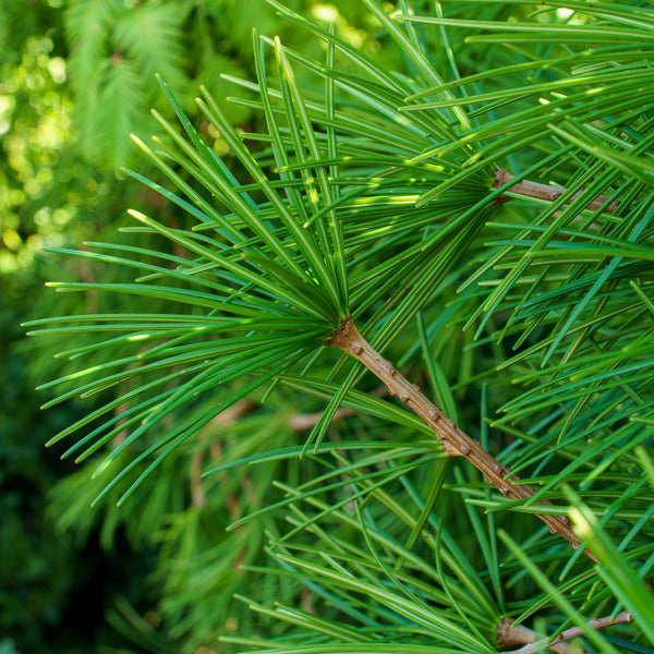 Winter Green Japanese Umbrella Pine