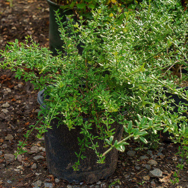 Winter Jasmine