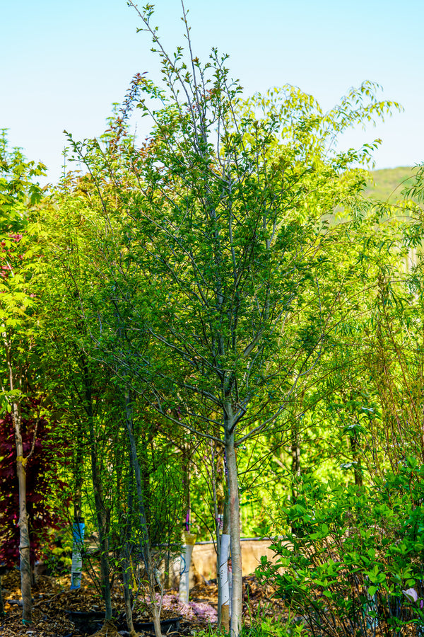 Winter King Green Hawthorn - Other Flowering Trees - Flowering Trees