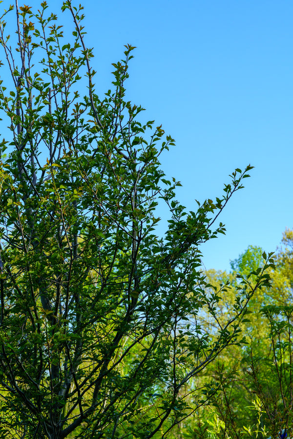 Winter King Green Hawthorn - Other Flowering Trees - Flowering Trees