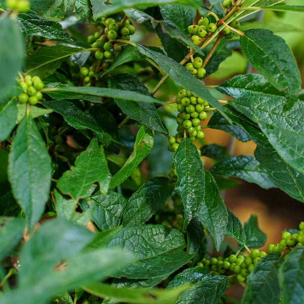 Winter Red Winterberry Holly