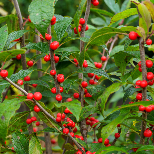 Winter Red Winterberry Holly