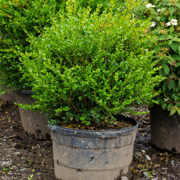 Wintergreen Boxwood