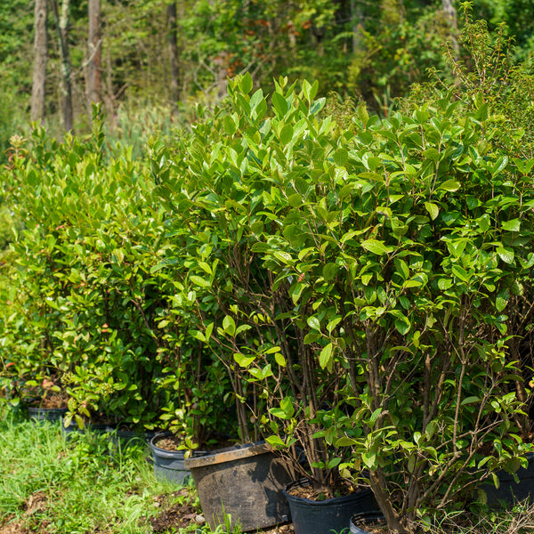 Winterthur Witherod Viburnum