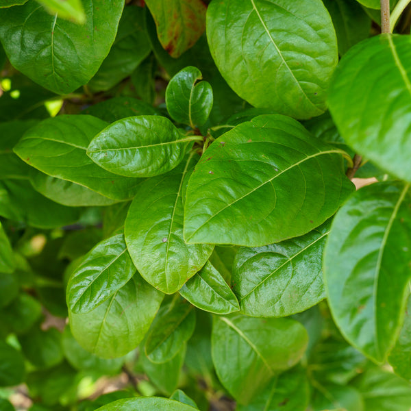 Winterthur Witherod Viburnum