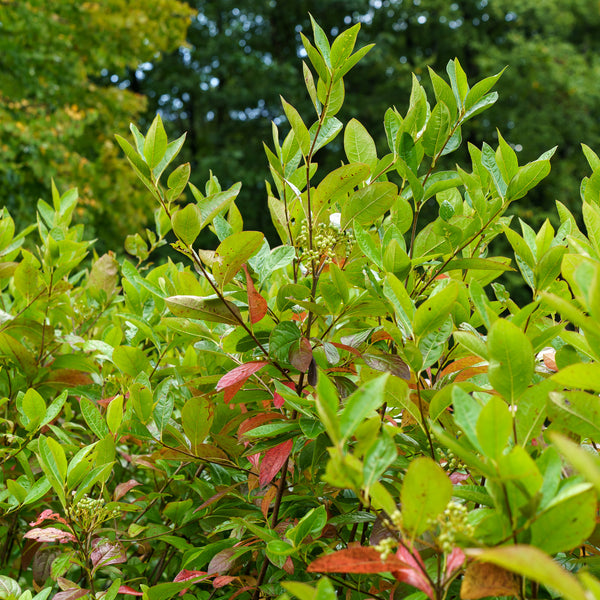 Winterthur Witherod Viburnum