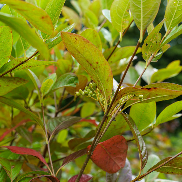 Winterthur Witherod Viburnum