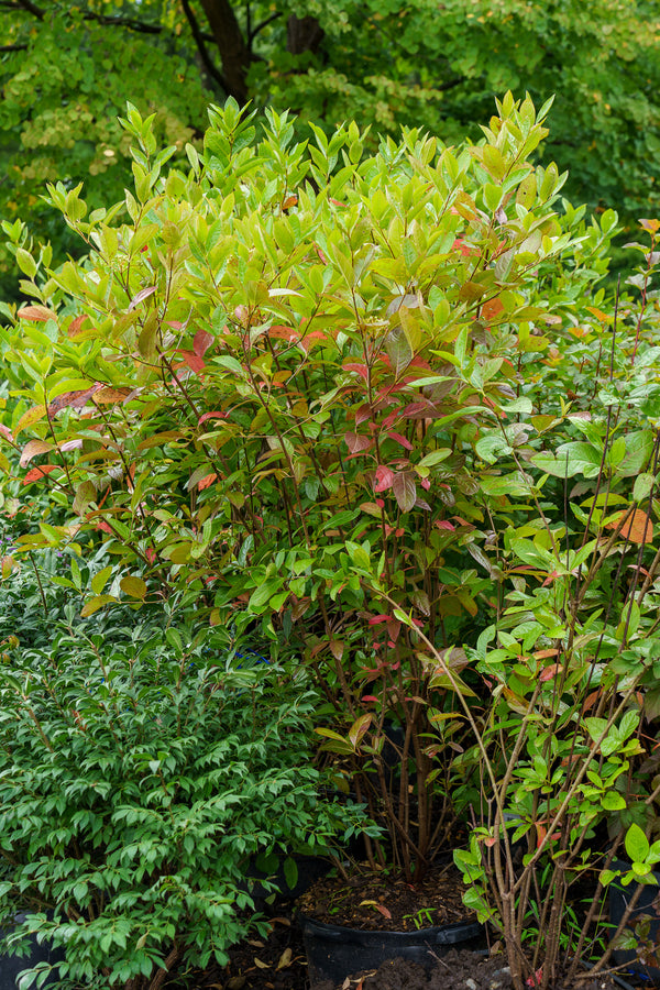 Winterthur Witherod Viburnum