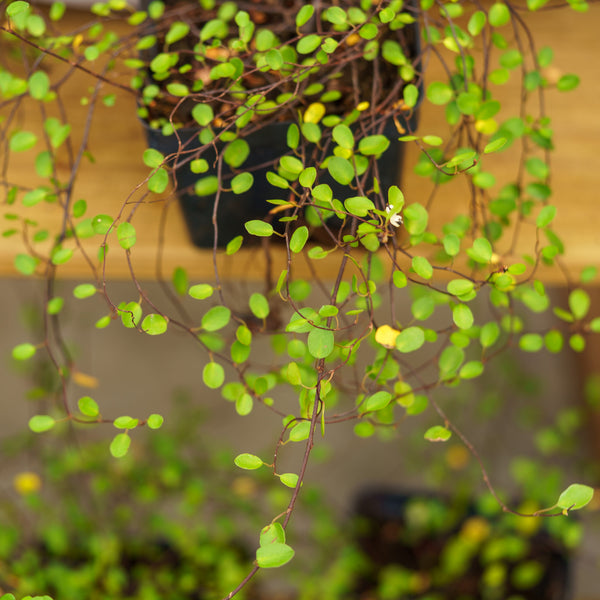 Maidenhair Vine