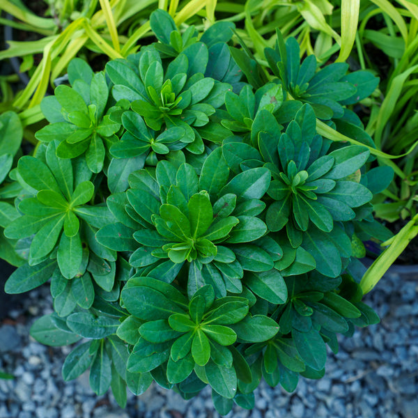 Wood Spurge
