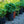 Load image into Gallery viewer, Wood Spurge
