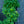 Load image into Gallery viewer, Wood Spurge
