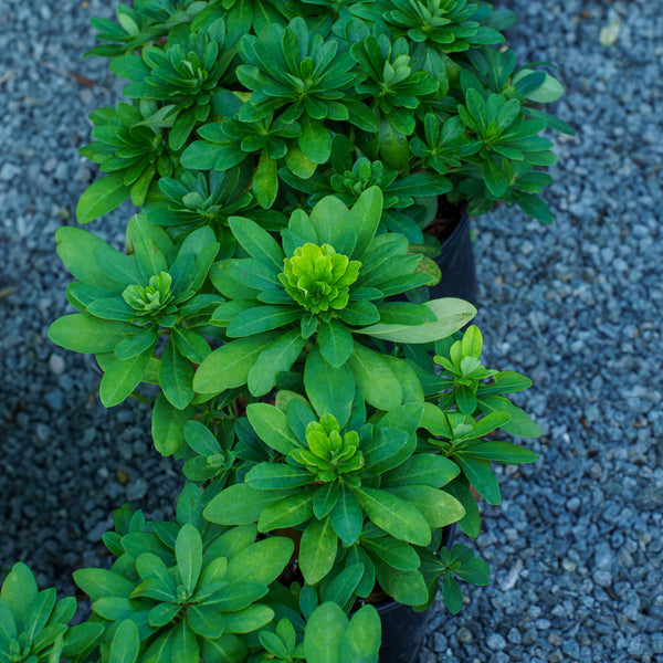 Wood Spurge