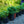 Load image into Gallery viewer, Wood Spurge
