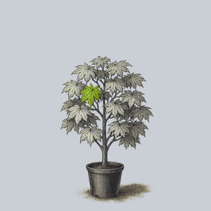 Yama Kagi Full Moon Japanese Maple