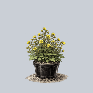 Yellow Avens