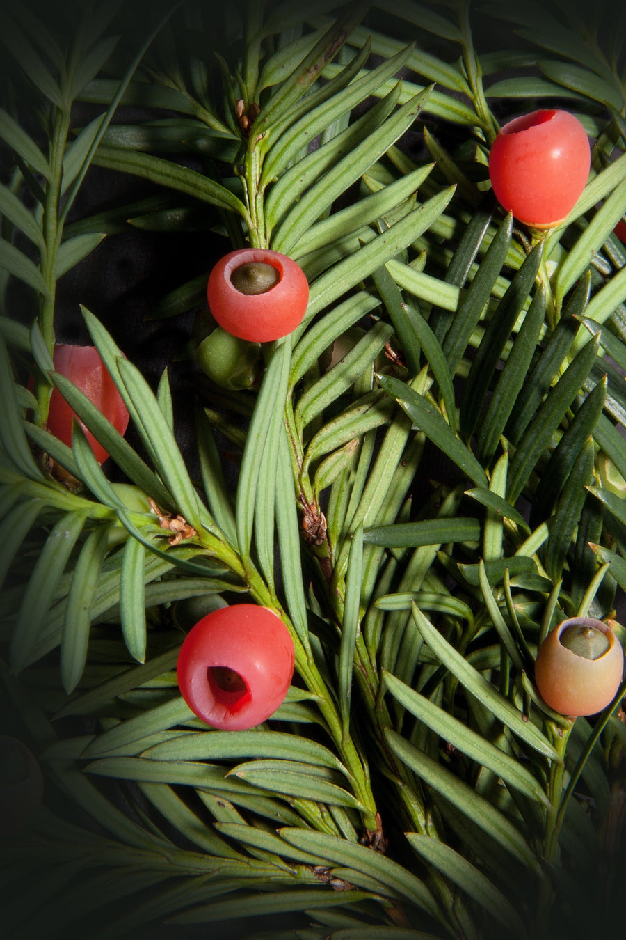 The Yew Guide – Plant Detectives