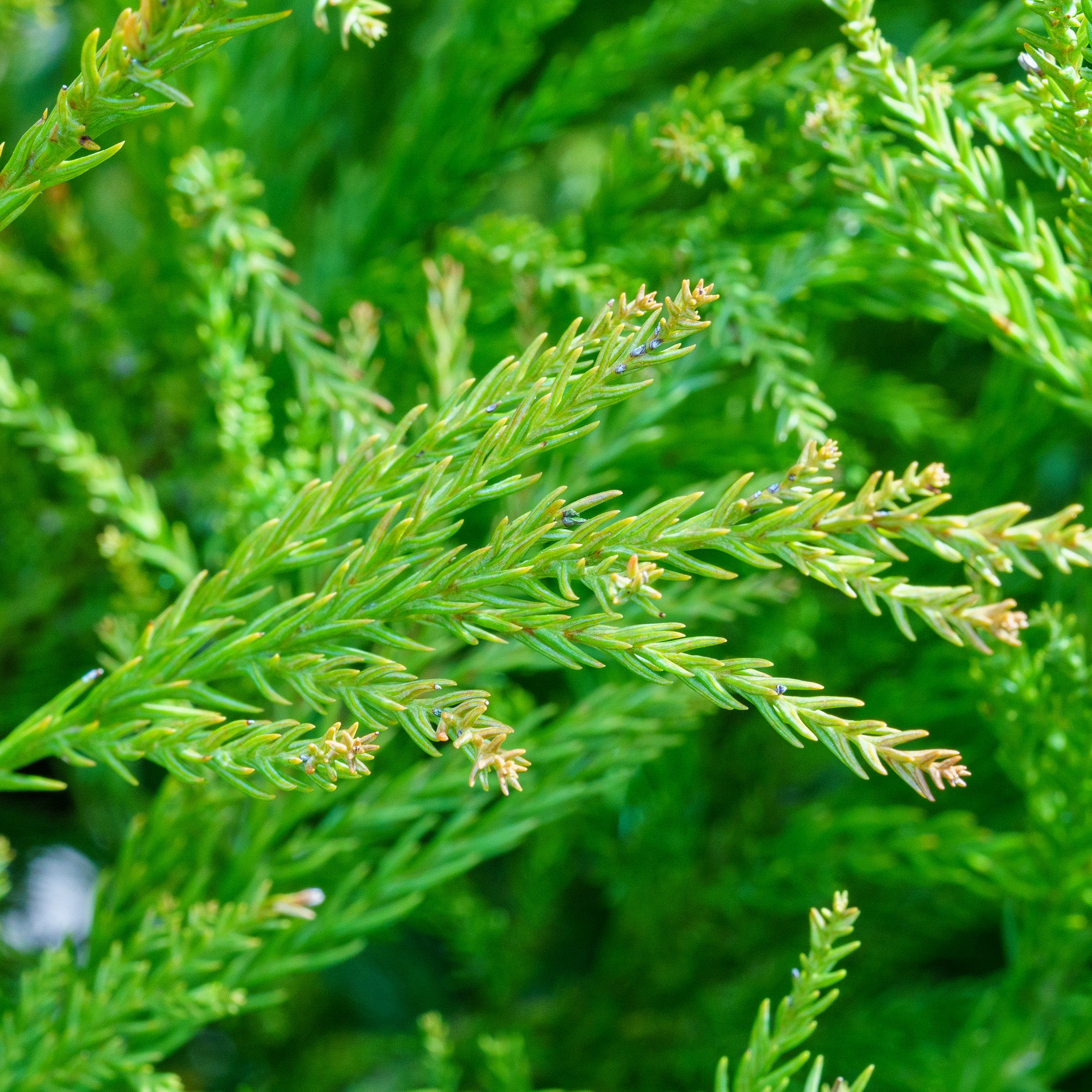 YOSHINO_JAPANESE_CEDAR_17f4752