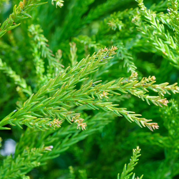 Yoshino Japanese Cedar - Cryptomeria - Conifers