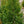 Load image into Gallery viewer, Yoshino Japanese Cedar - Cryptomeria - Conifers
