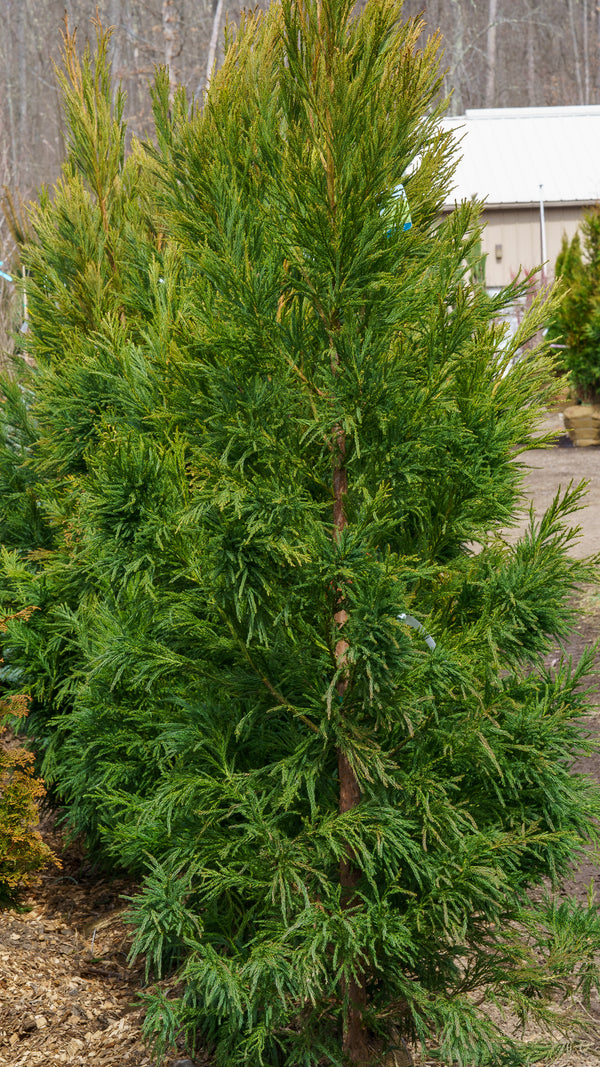 Yoshino Japanese Cedar - Cryptomeria - Conifers