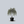Load image into Gallery viewer, Young's Weeping Birch
