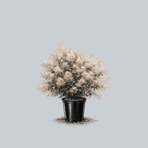 Young Lady Smokebush