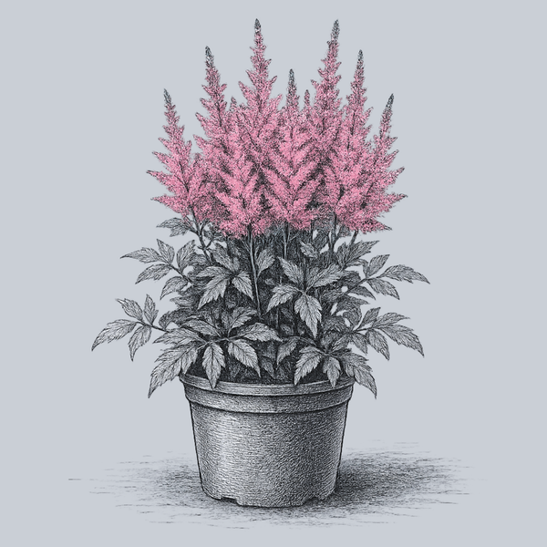 Younique Pink Astilbe